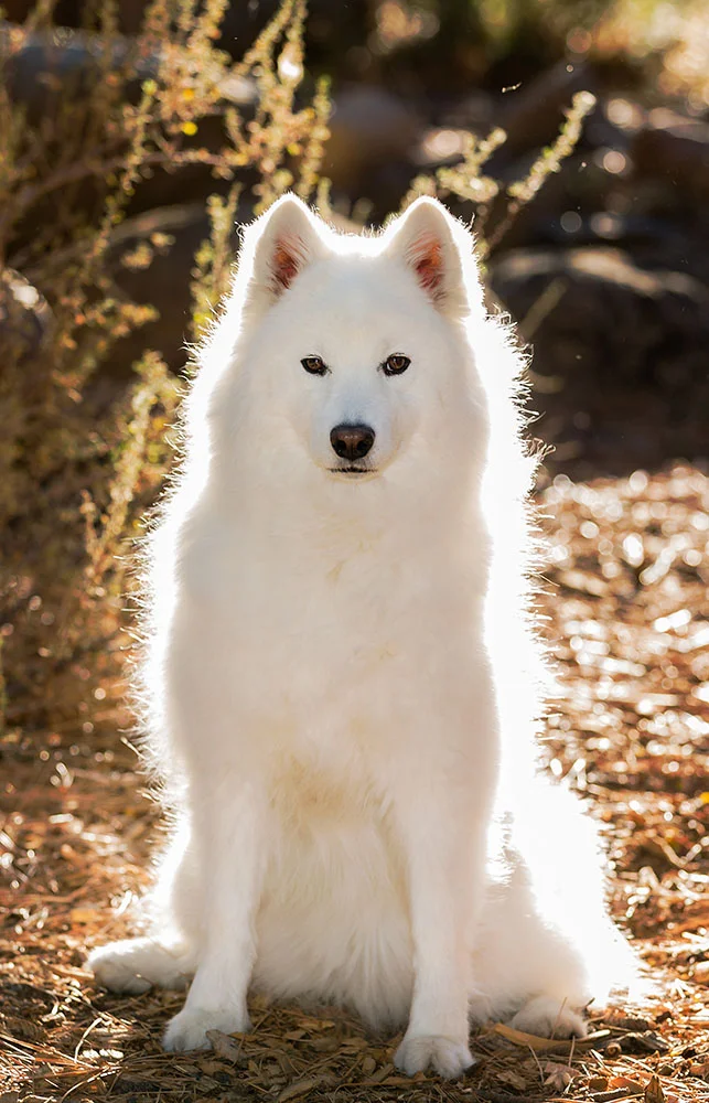 027Horton_Pets13_.jpg