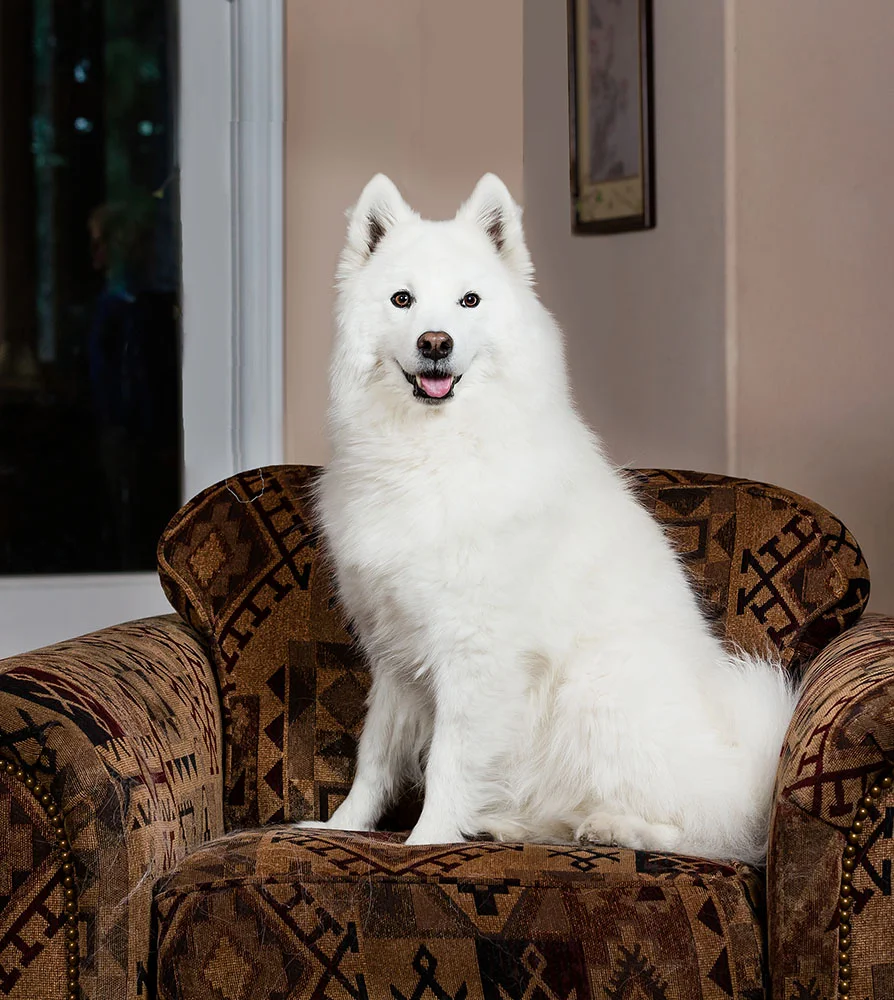 050Horton_Pets13_.jpg
