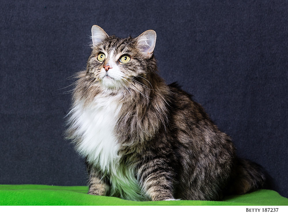 0055NHS_Pets14_.jpg