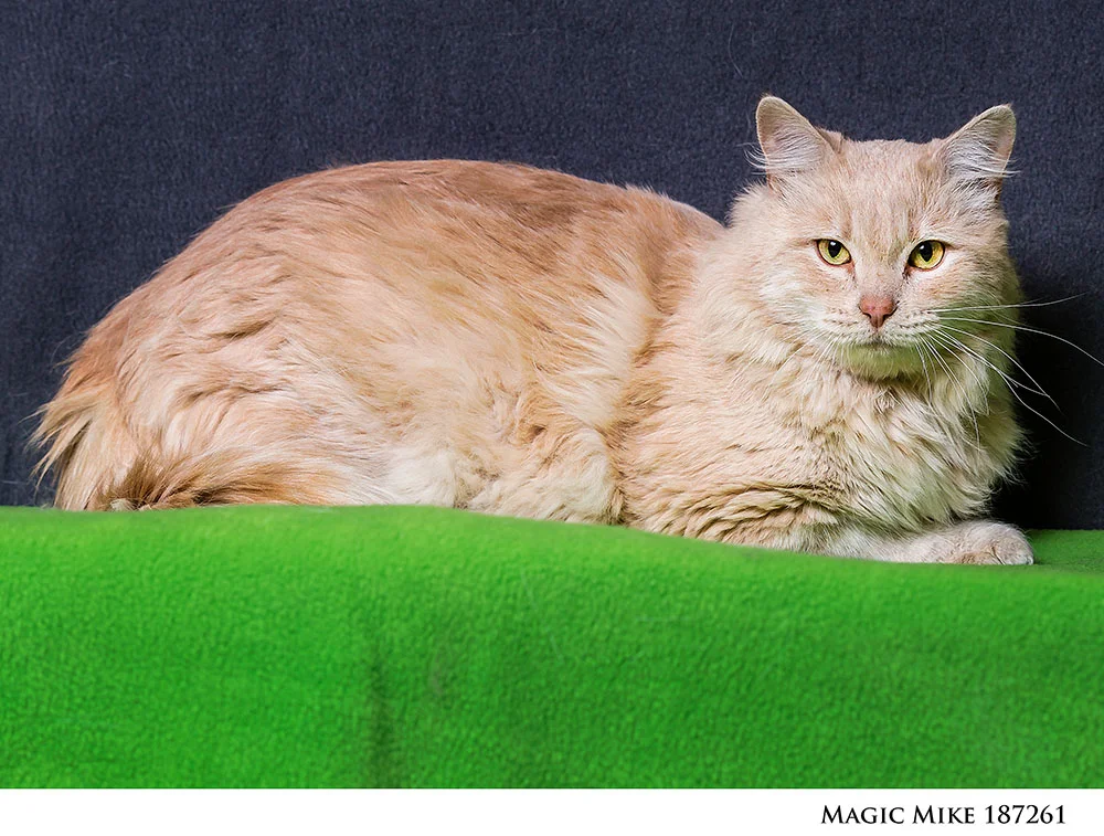 0069NHS_Pets14_.jpg
