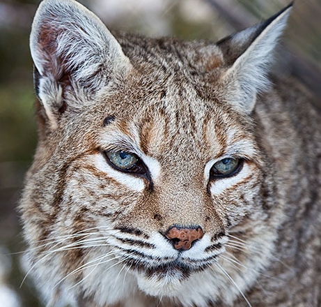 587AnimalArk_Winter12.jpg