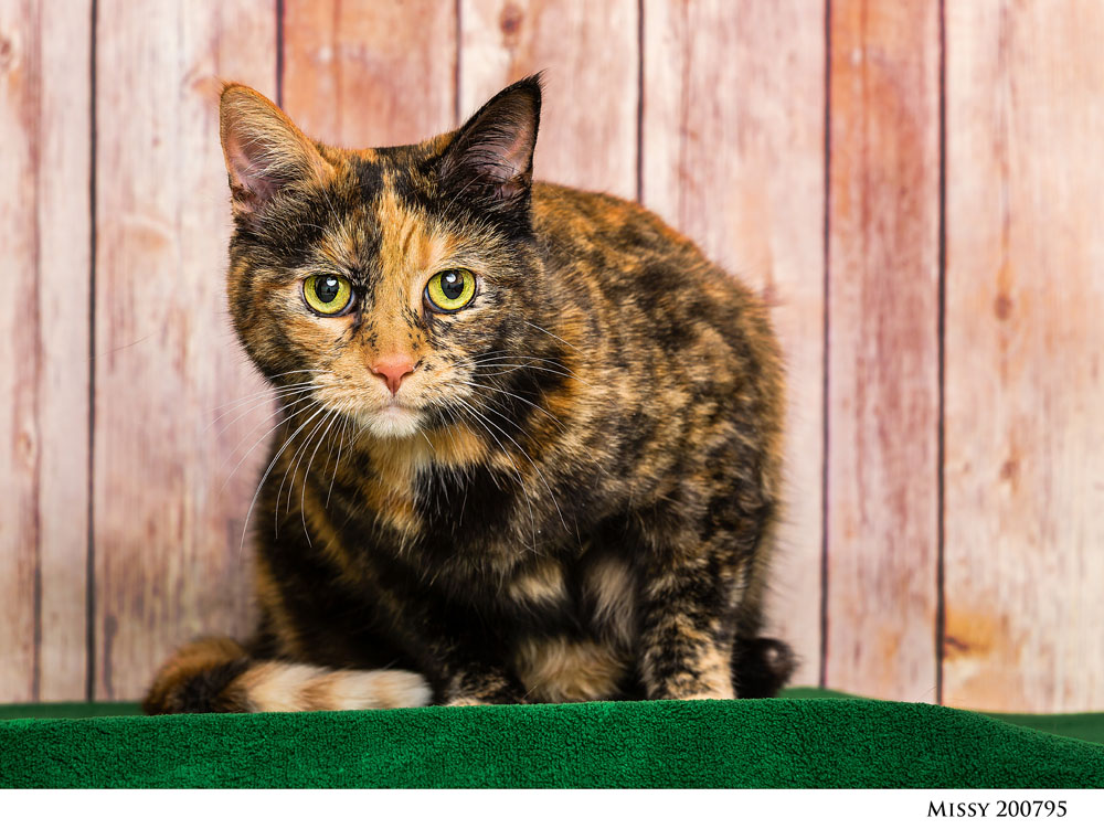 Adoptable Pets at Nevada Humane Society