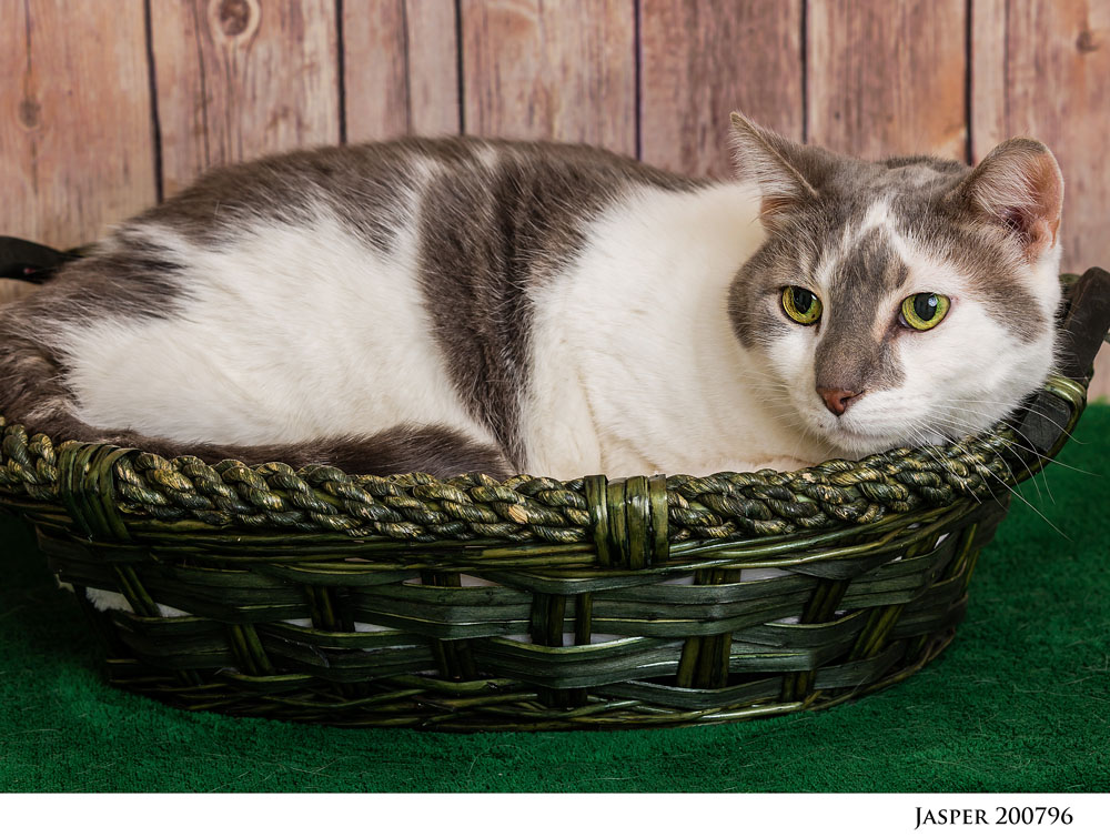 Adoptable Pets at Nevada Humane Society