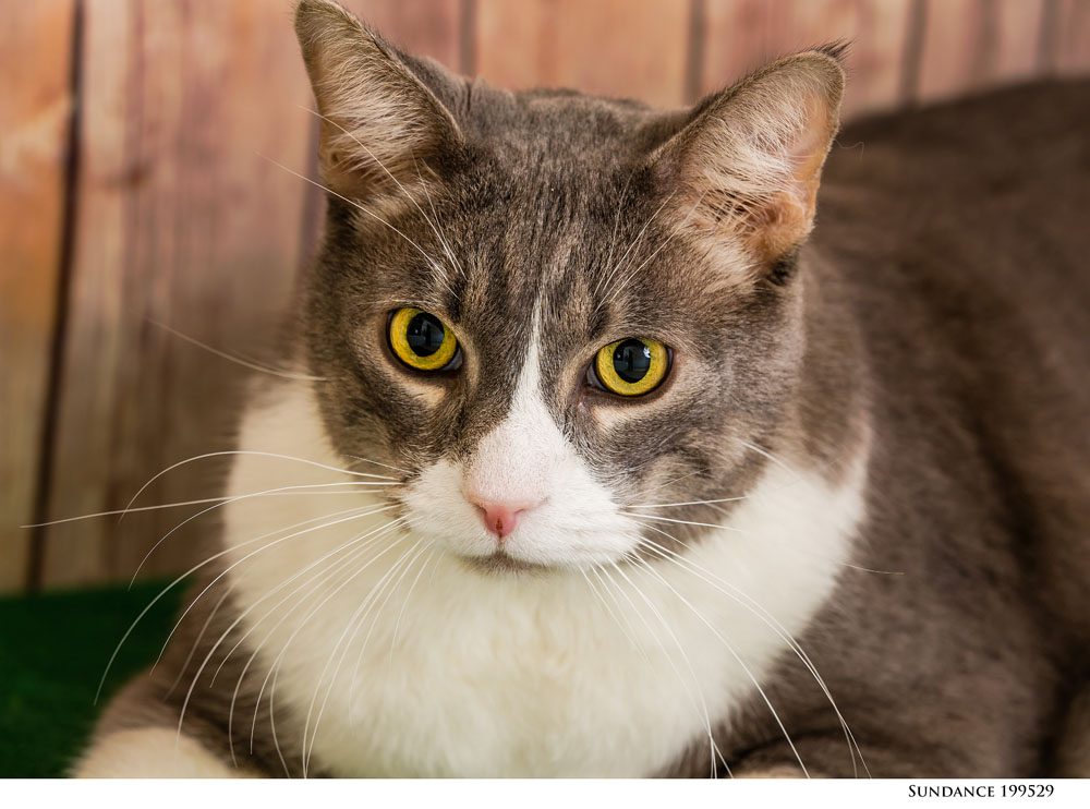 Adoptable Pets at Nevada Humane Society