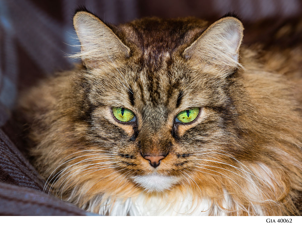 Adoptable Pets at Nevada Humane Society