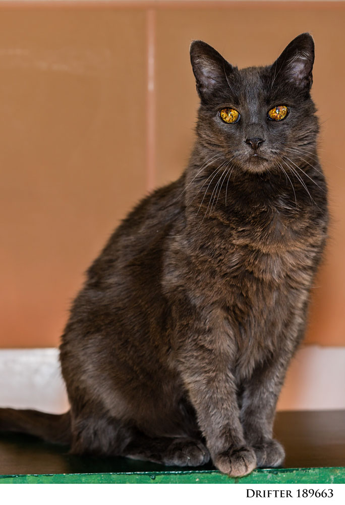 Adoptable Pets at Nevada Humane Society