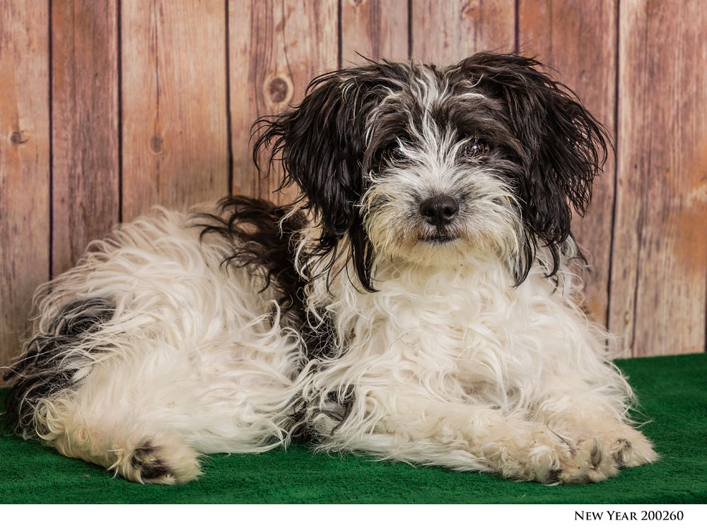 Adoptable Pets at Nevada Humane Society