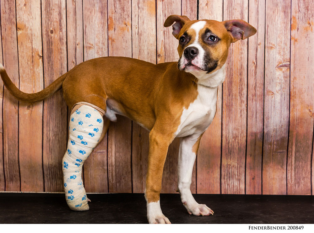 Adoptable Pets at Nevada Humane Society
