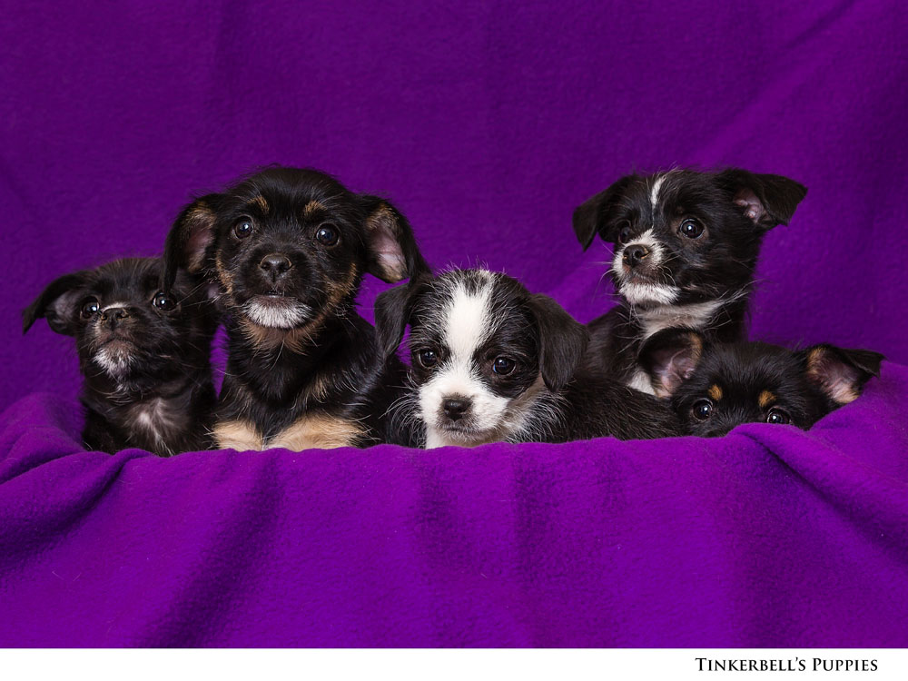 Adoptable Pets at Nevada Humane Society