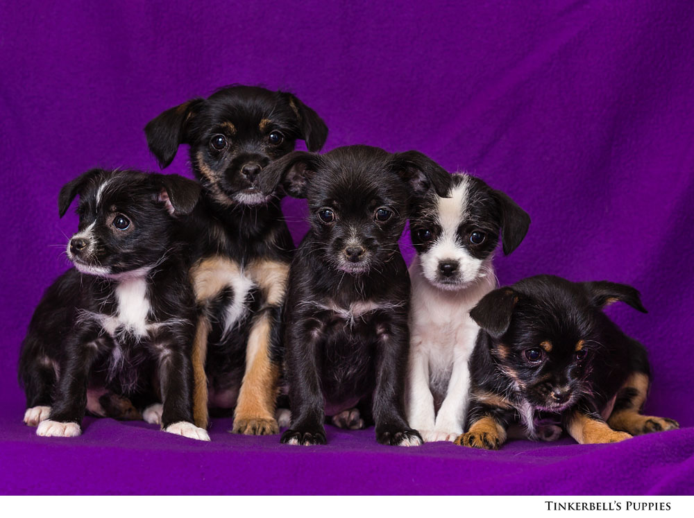 Adoptable Pets at Nevada Humane Society