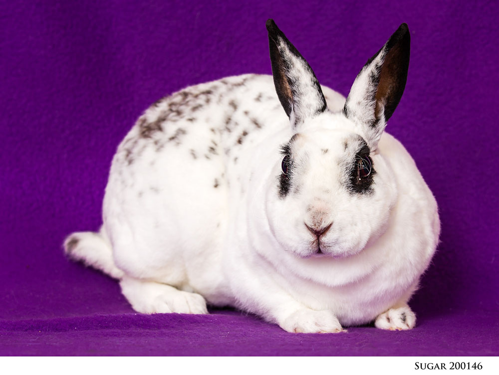 Adoptable Pets at Nevada Humane Society