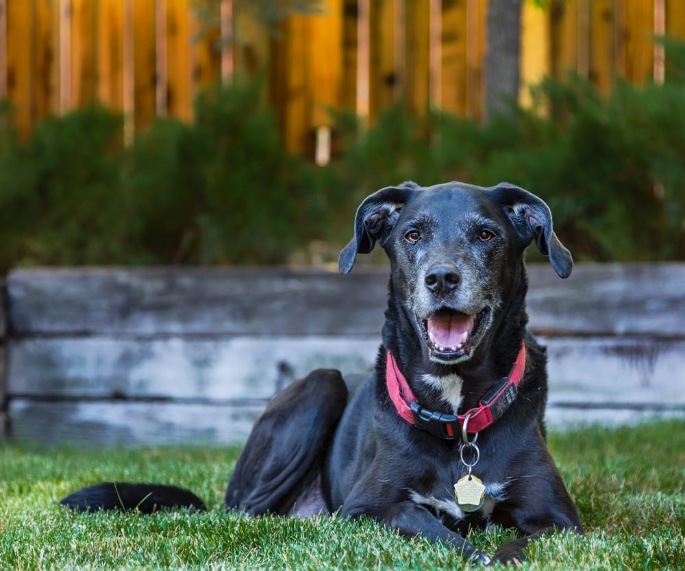 Stetzell Dogs - Duke and Molly