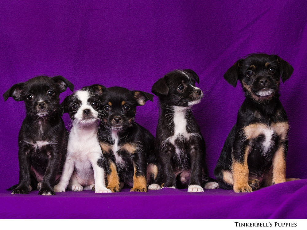 Adoptable Pets at Nevada Humane Society