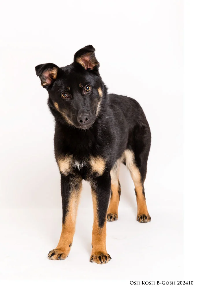 Adoptable Pets at Nevada Humane Society