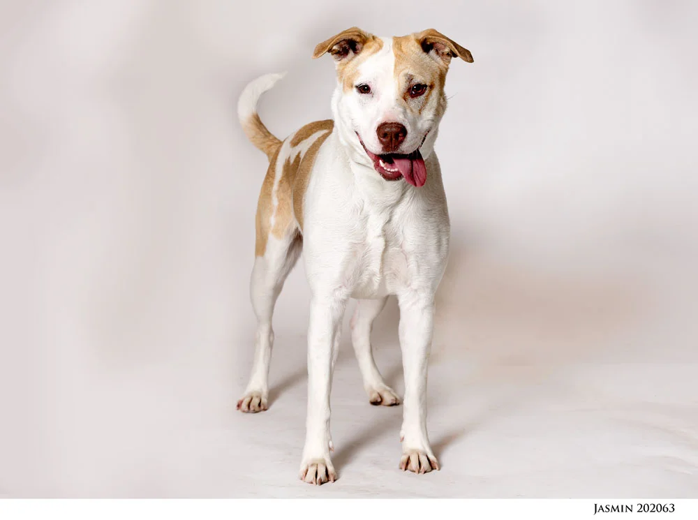 Adoptable Pets at Nevada Humane Society