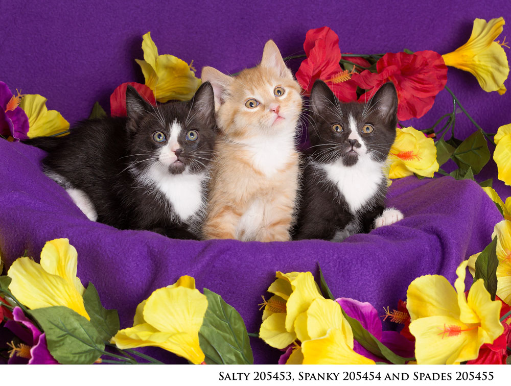 Adoptable Pets at Nevada Humane Society