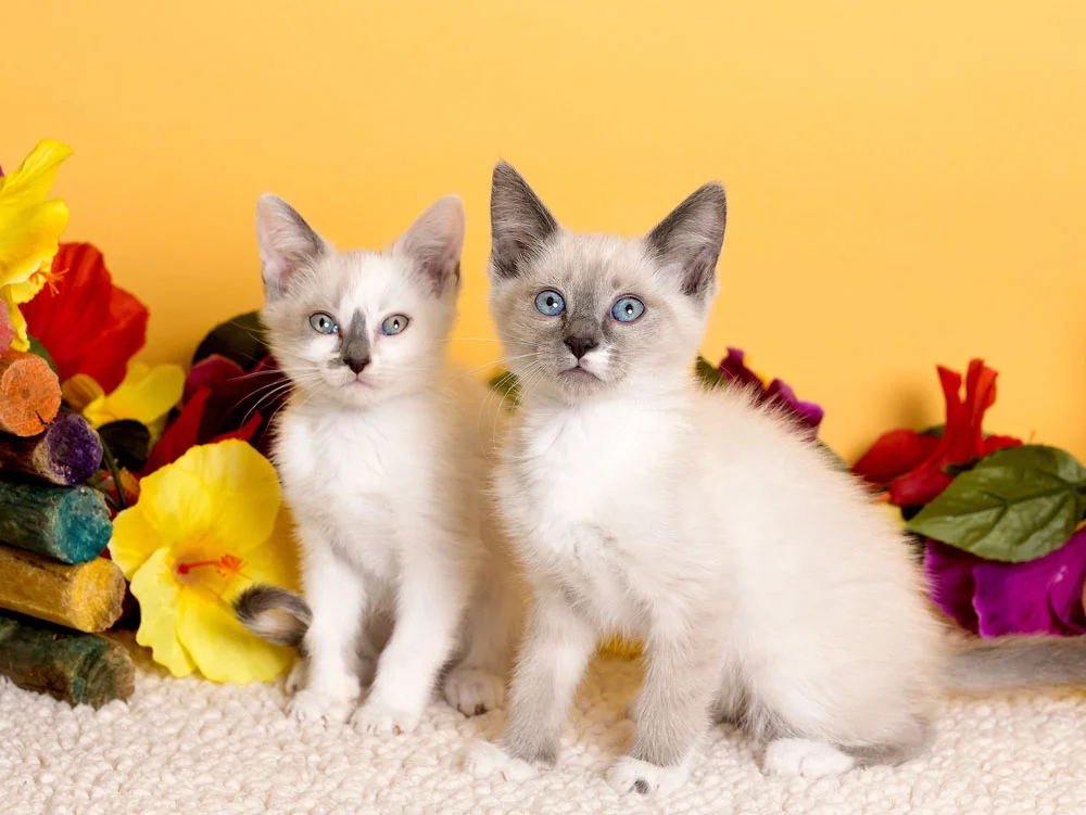 Adoptable Pets at Nevada Humane Society