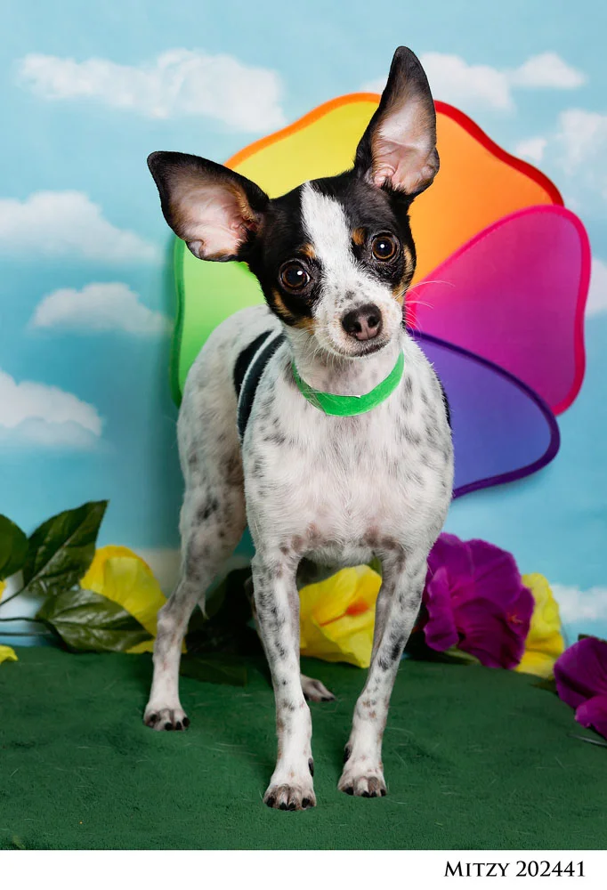 Adoptable Pets at Nevada Humane Society