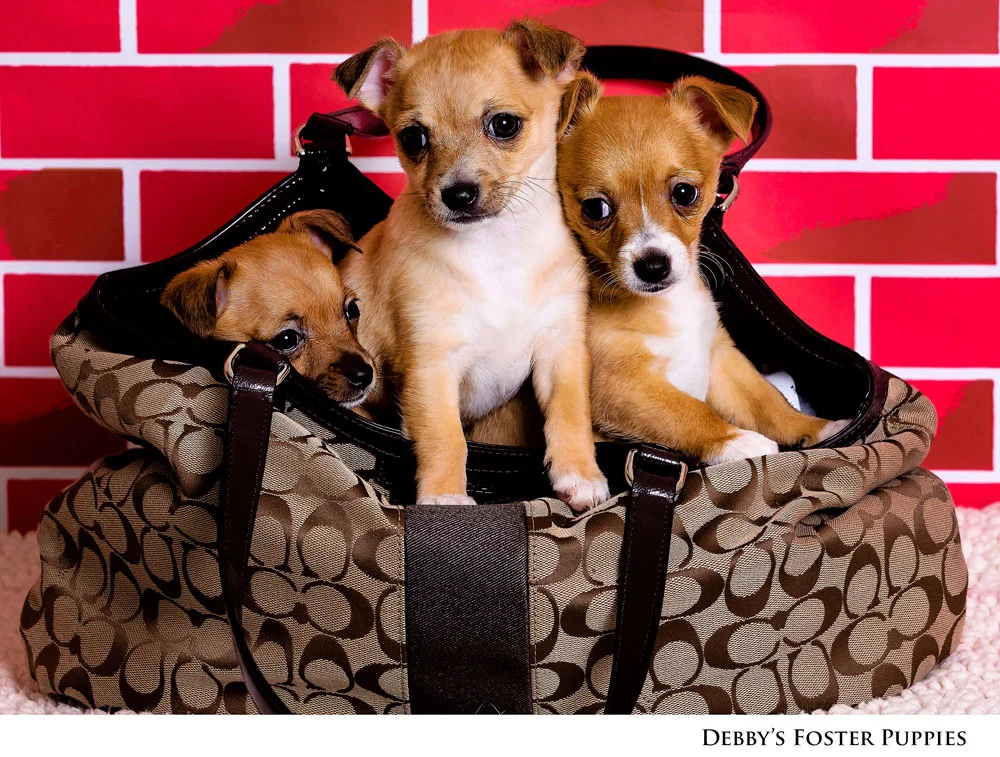 Adoptable Pets at Nevada Humane Society