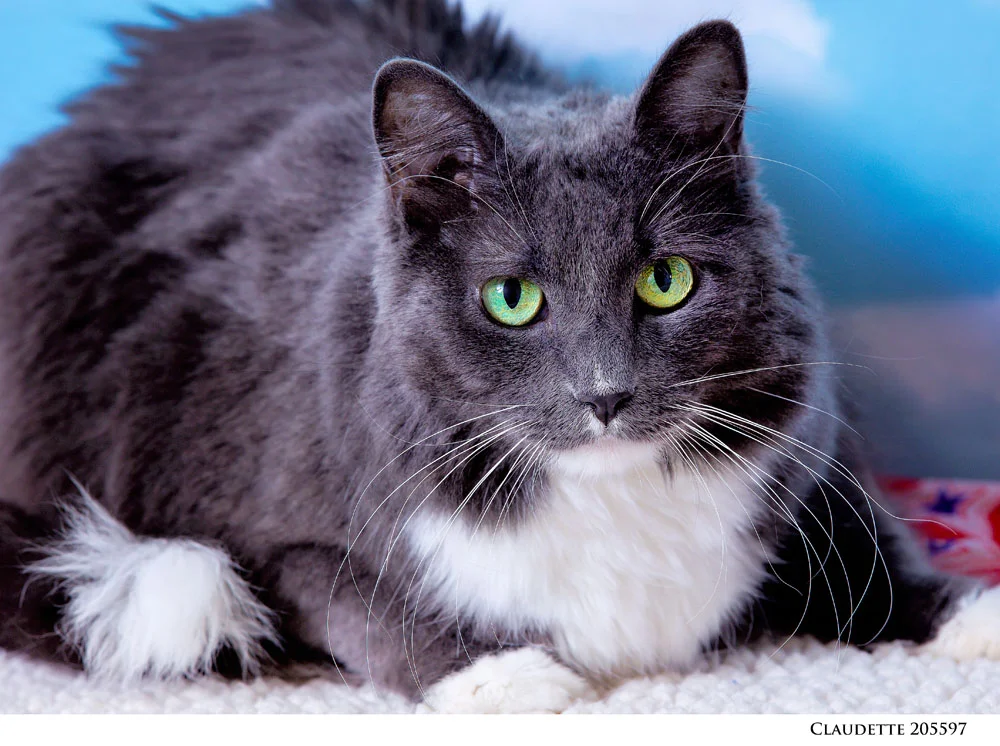 Adoptable Pets at Nevada Humane Society