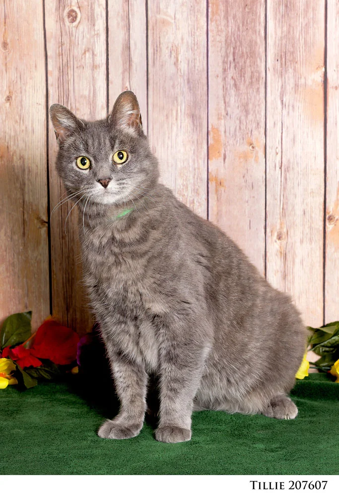 Adoptable Pets at Nevada Humane Society