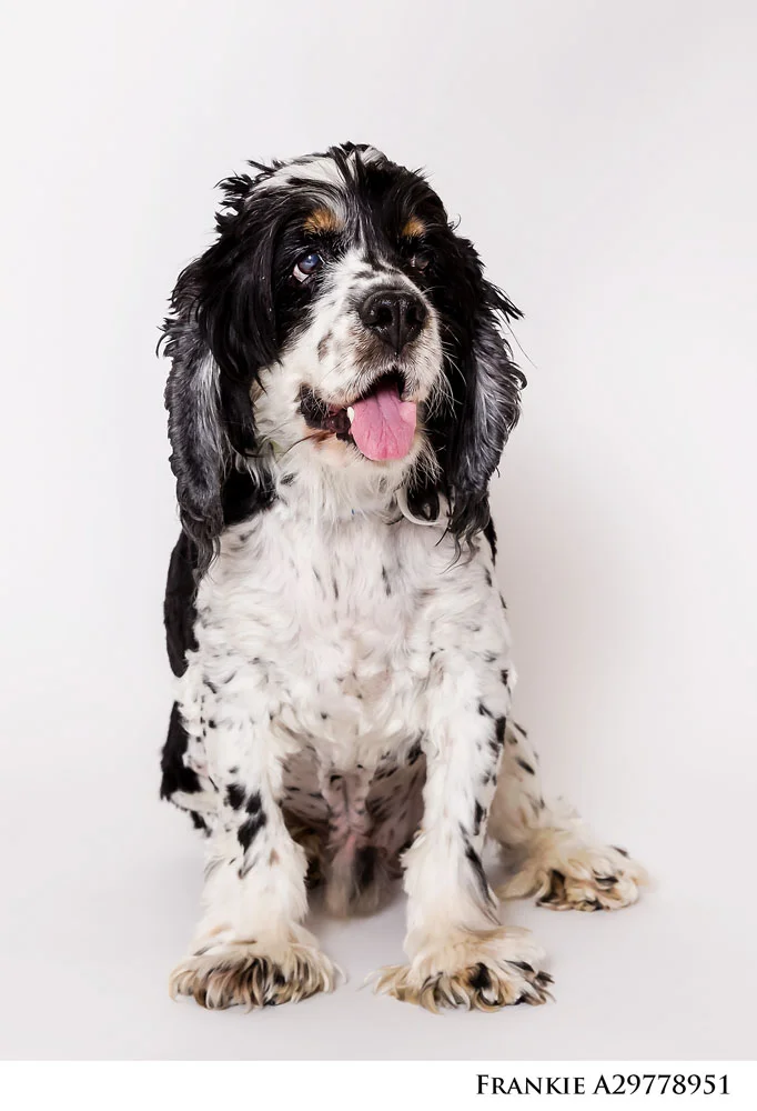 Adoptable Pets at Nevada Humane Society