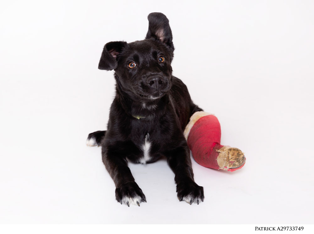 Adoptable Pets at Nevada Humane Society