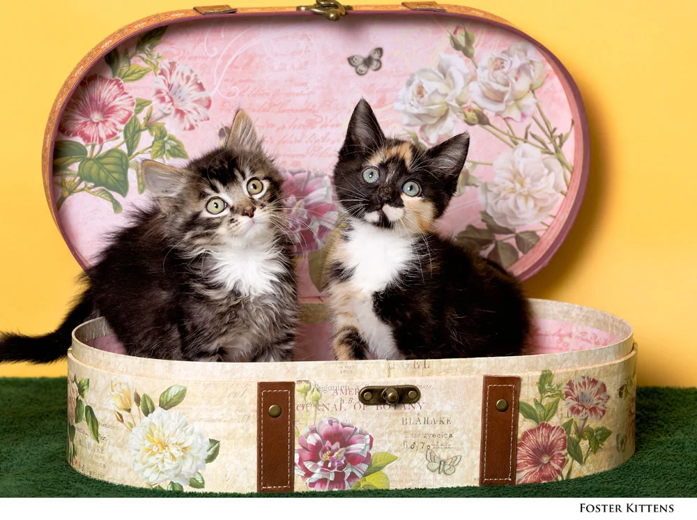 Adoptable Pets at Nevada Humane Society