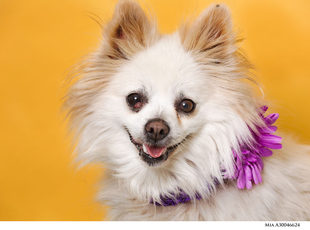 Adoptable Pets at Nevada Humane Society