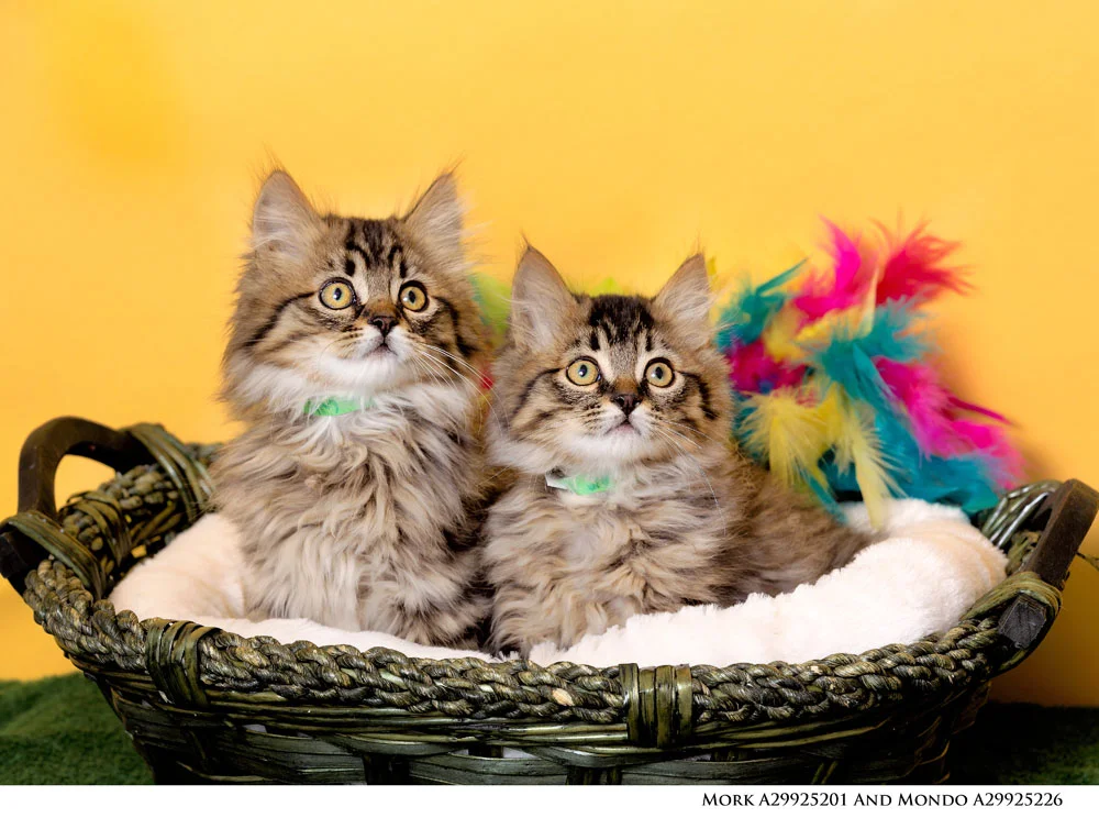 Adoptable Pets at Nevada Humane Society