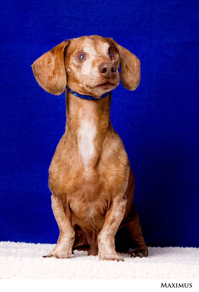 Adoptable Pets at Nevada Humane Society
