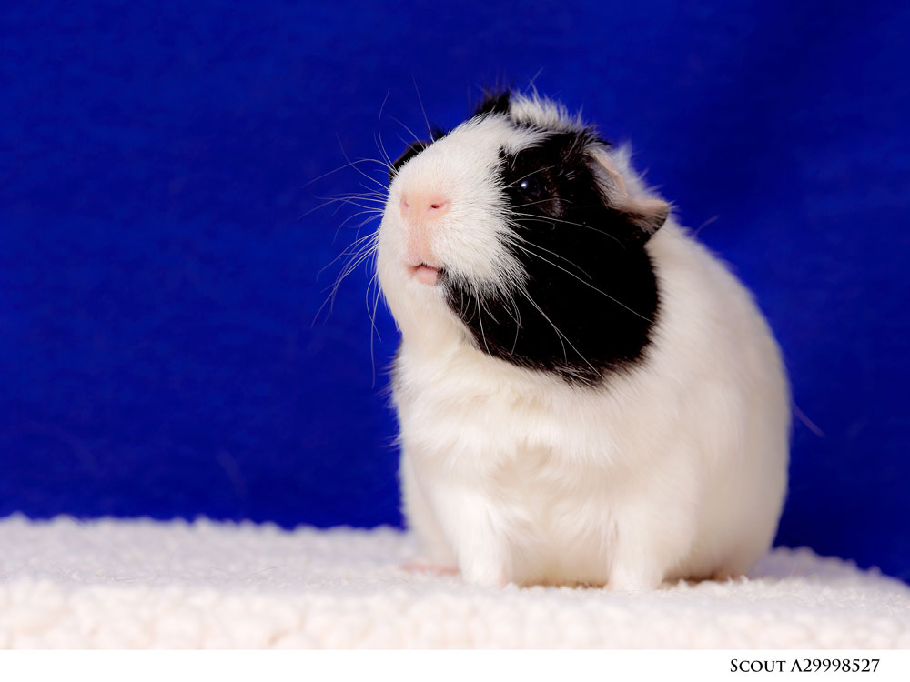 Adoptable Pets at Nevada Humane Society