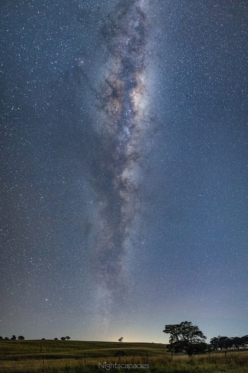 Two little trees at the end of the galaxy