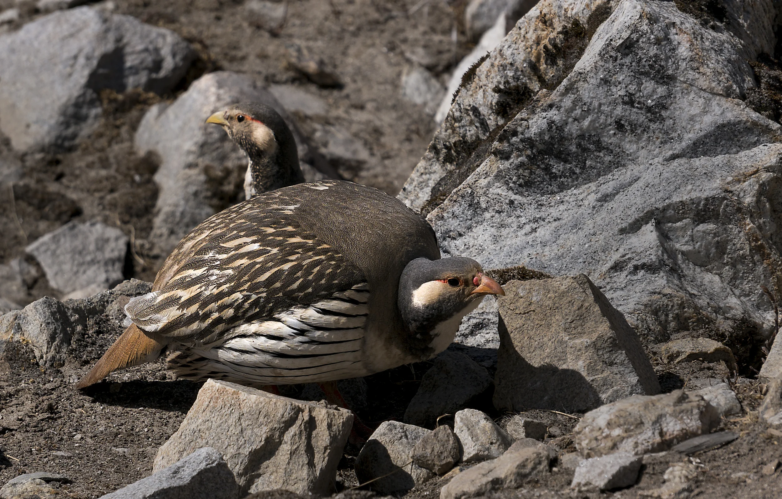 himalayan snowcocks jpeg DSC02661.jpg
