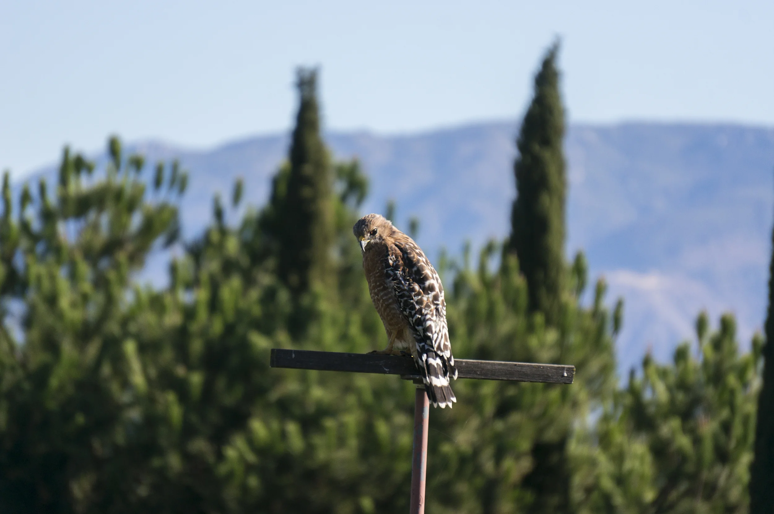 hawk 1 DSC05073.jpg