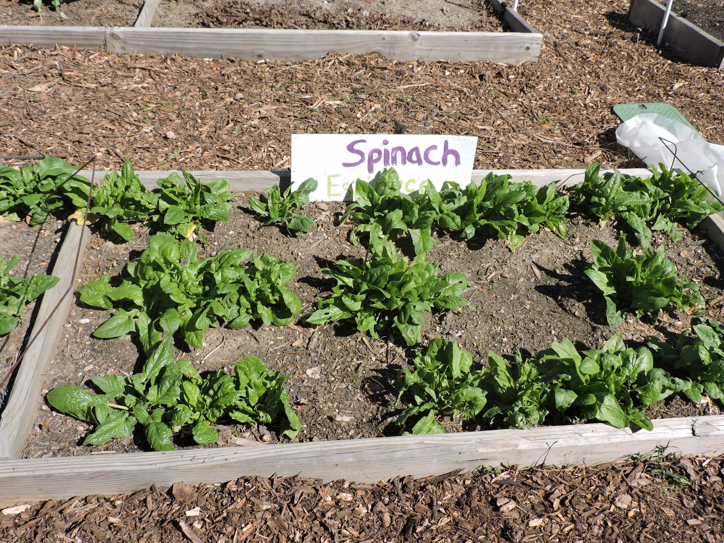 Garden Report: Jesse Crouch, Garden & Wellness Coordinator