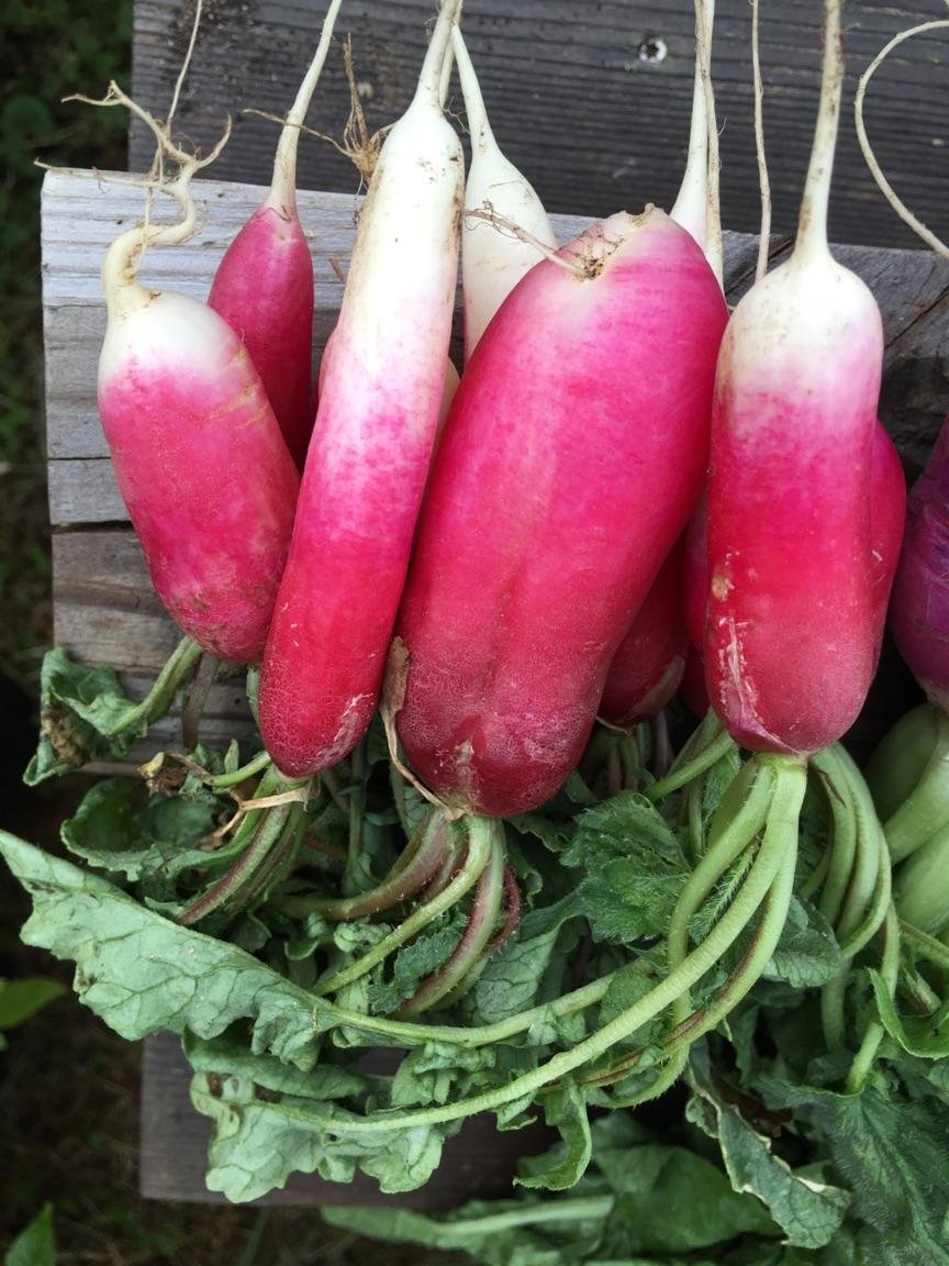 Radishes 3.jpg