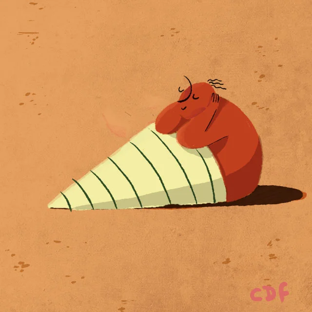 Sea Shells of Tavira