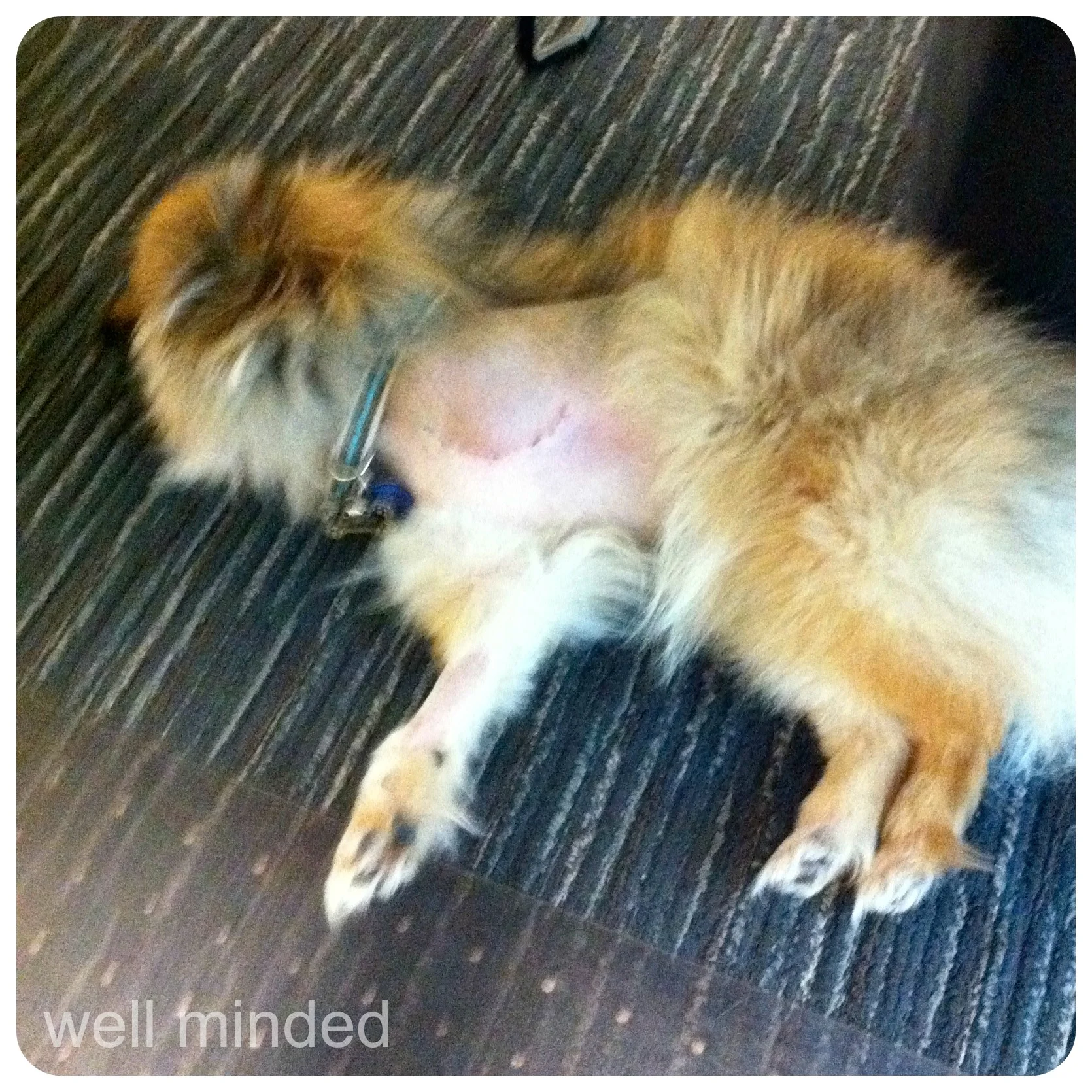 Desi, post amputation.