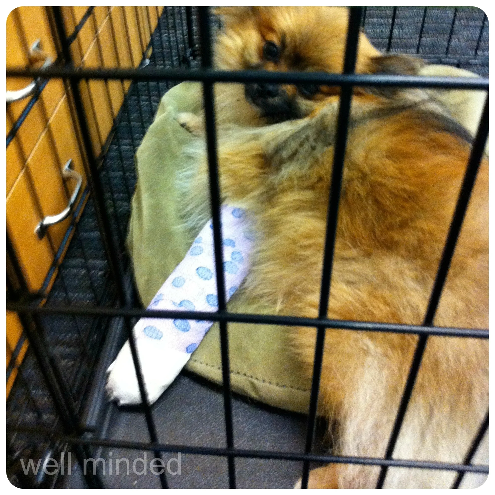 Desi with a broken leg.