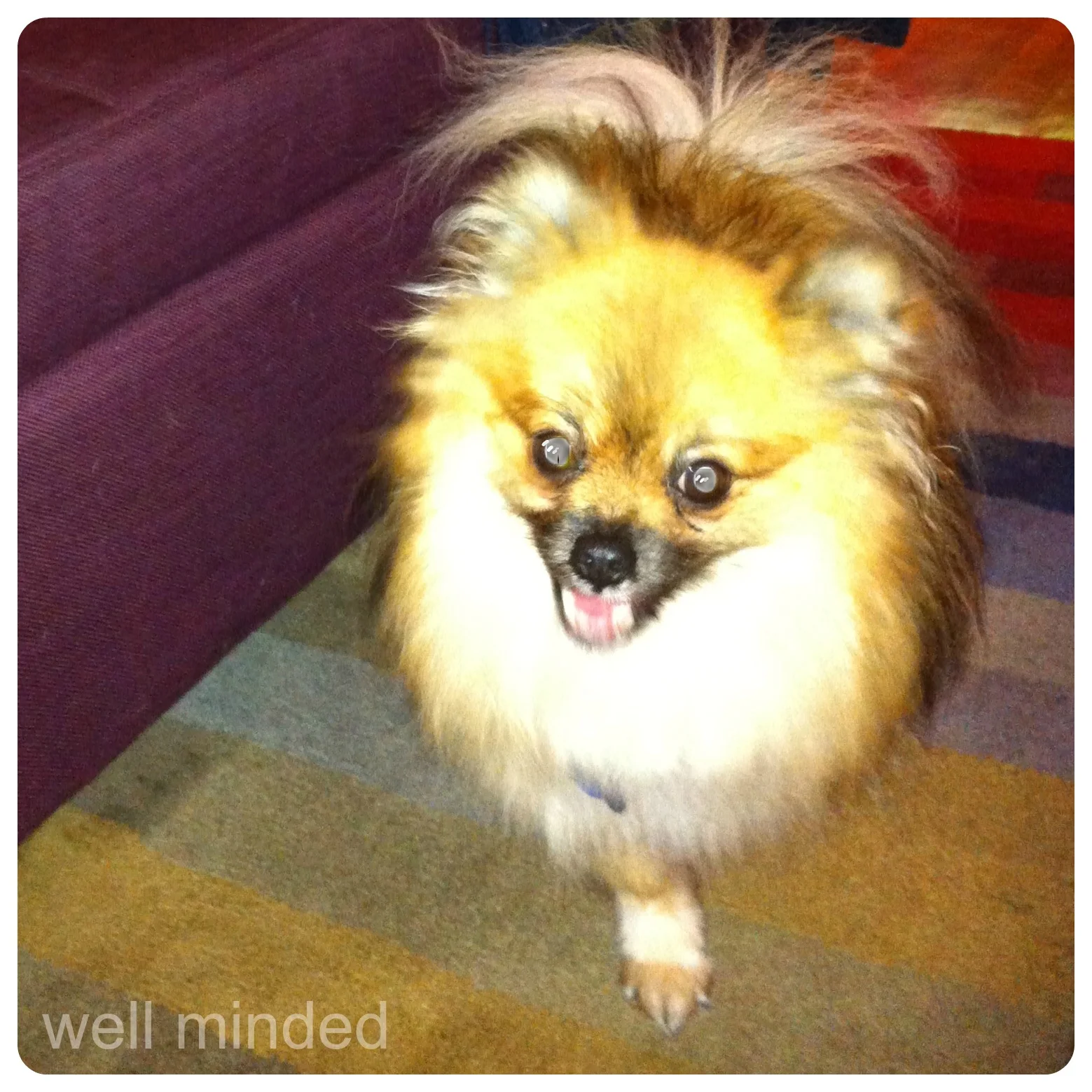 Desi today. Because he's so small and fluffy, his missing leg isn't easy to detect.