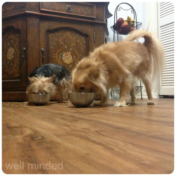 Abby and Chi-chi absolutely love their vegan meals.