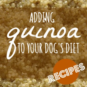 Is quinoa good for your dog