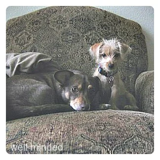 Kermit tolerating N.A.S.H.A. as a puppy.