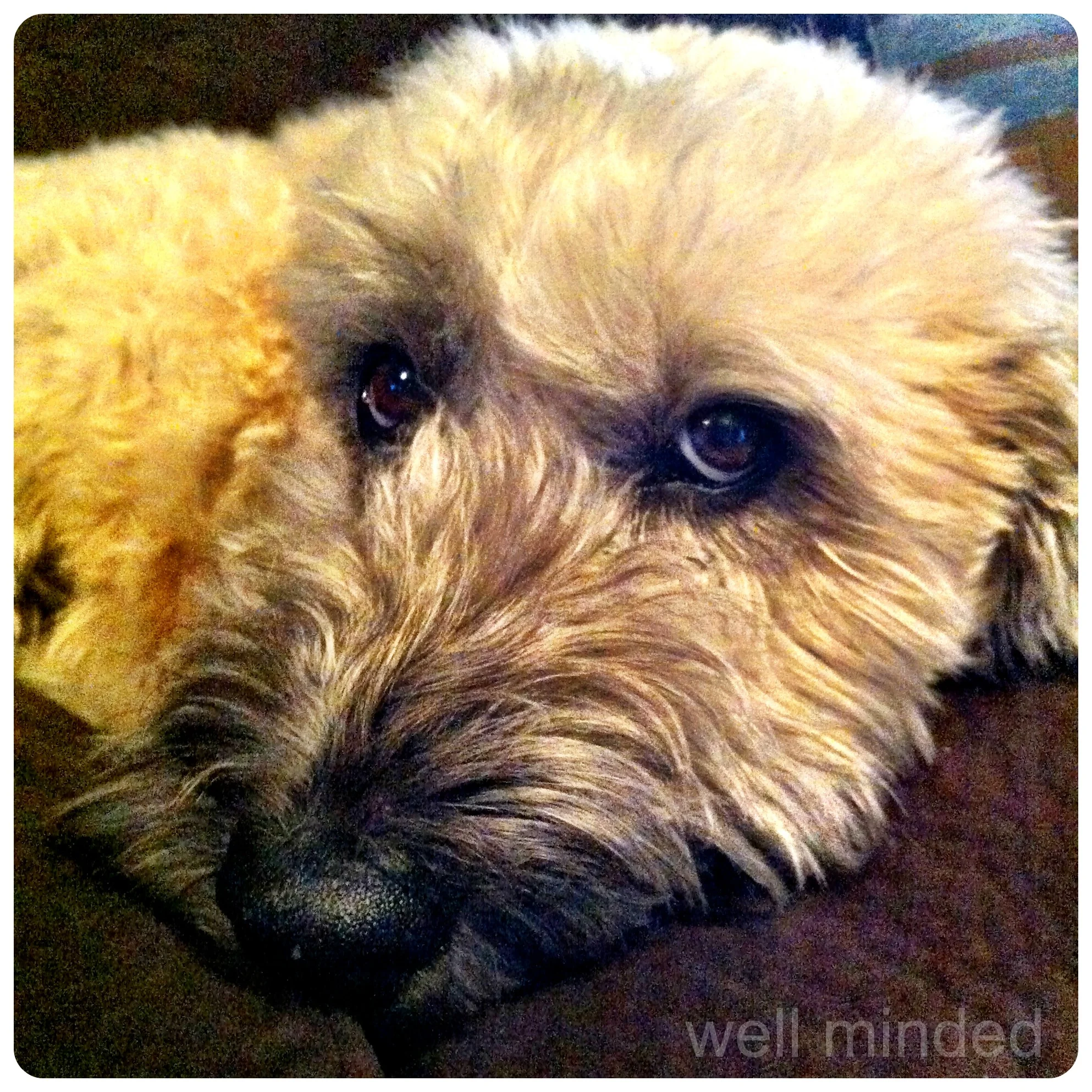 I took this photo of Teddy during my first visit with him. He was great for me, but, clearly, he missed Matt. Just look at those puppy-dog eyes.