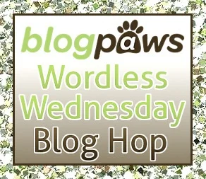 BP_Wordless_wed_Hop_Logo_2014.jpg