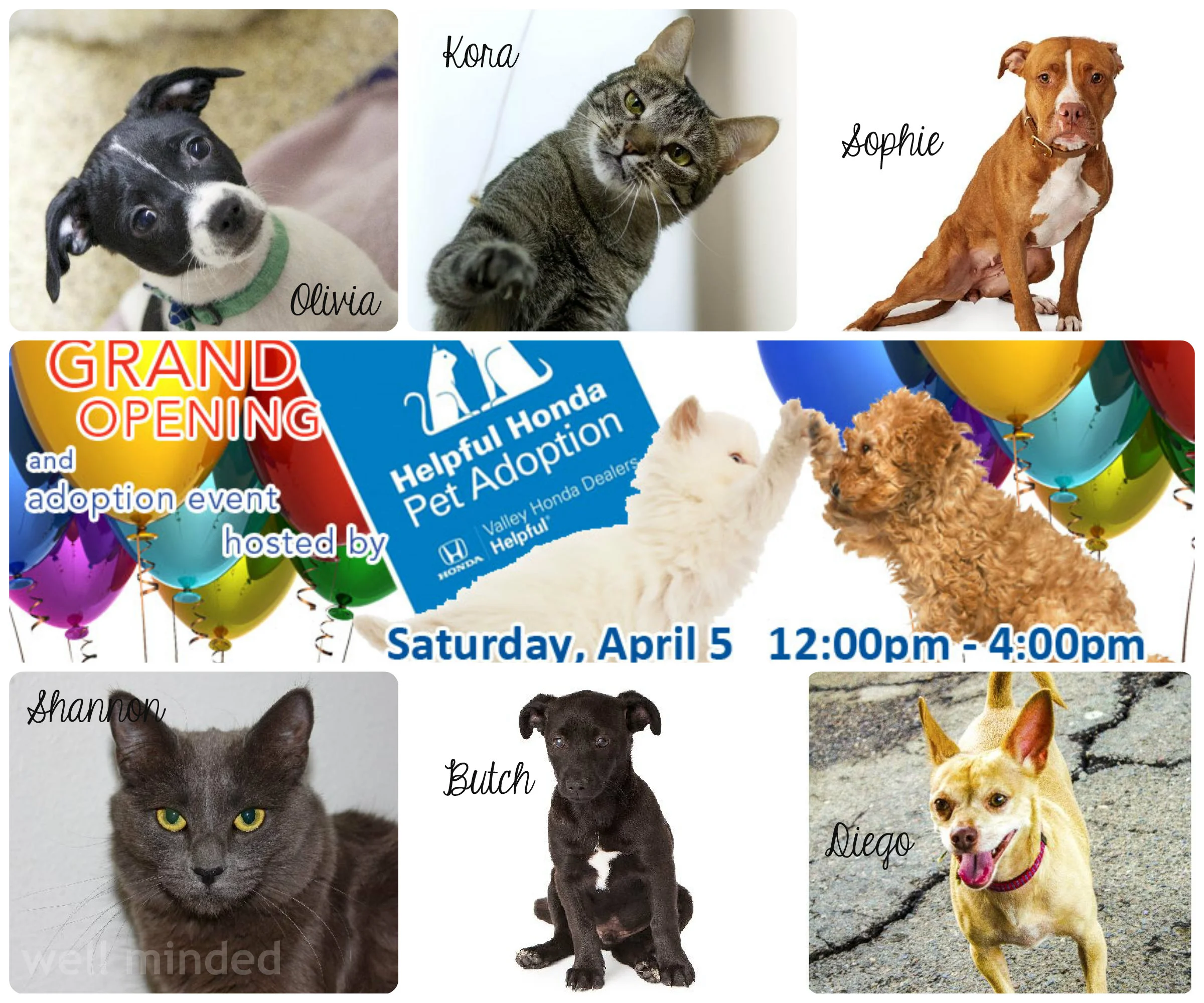 Lost Our Home is doing great things. The animals pictured here are a fraction of those who found forever homes in March.