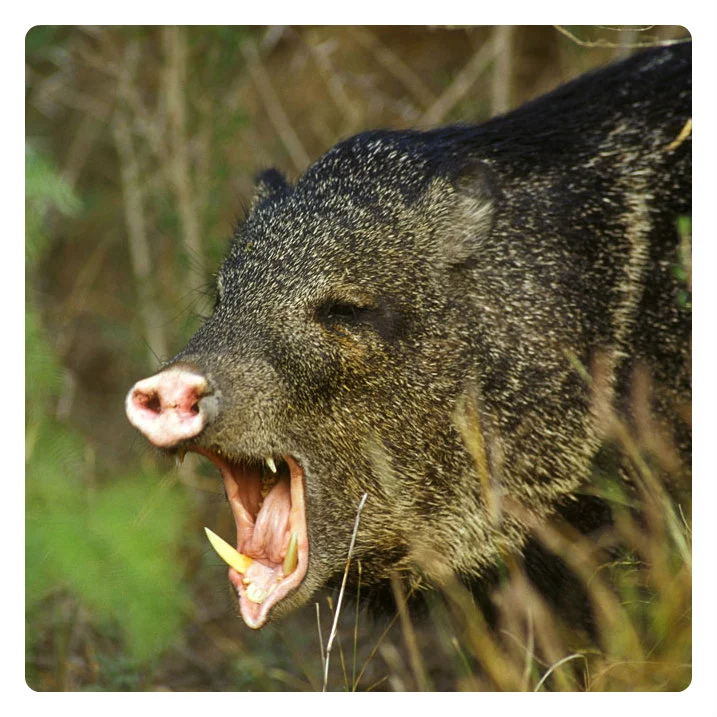 A javelina is no joke. image source: texasbeyondhistory.net