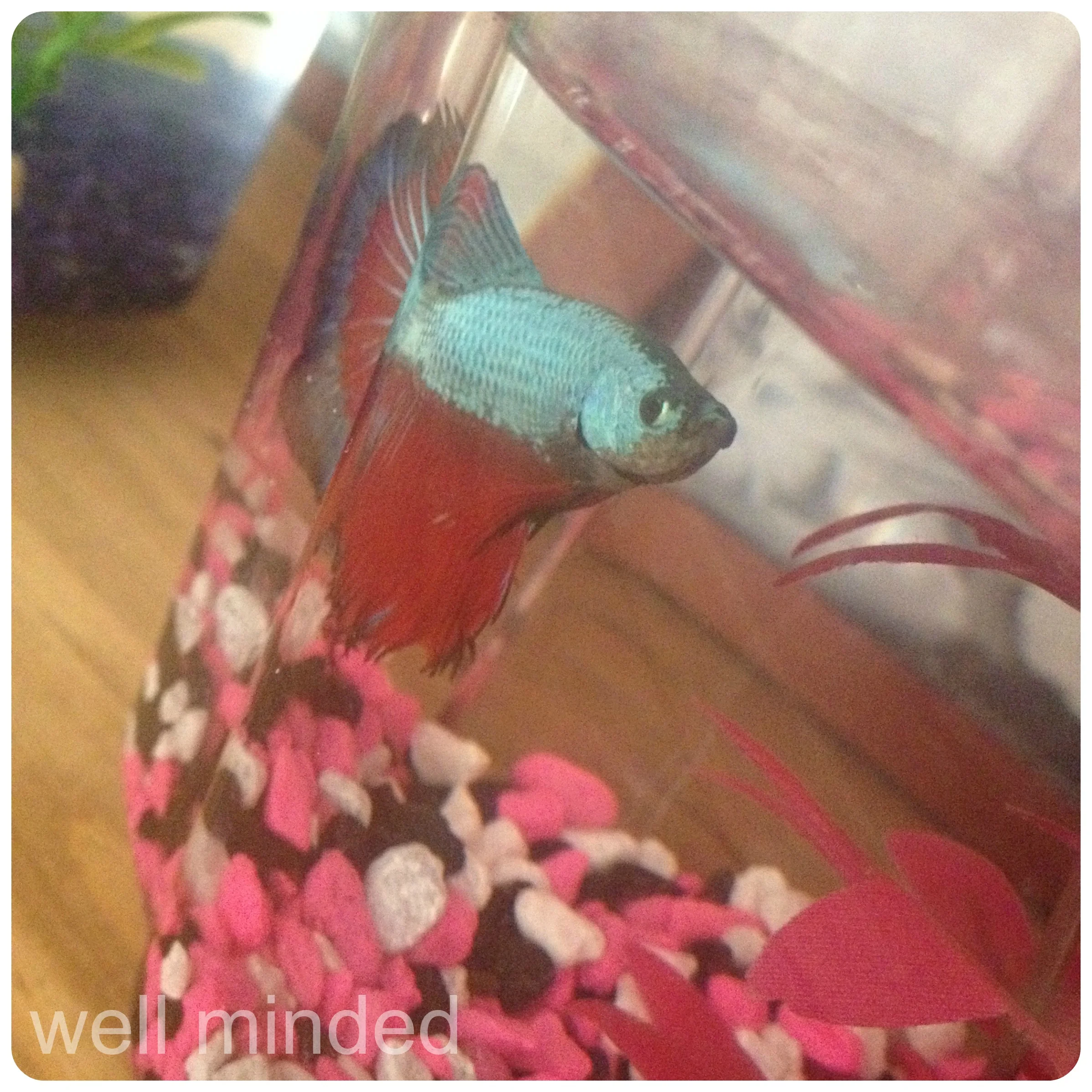 Roosevelt, our happy ending. 
