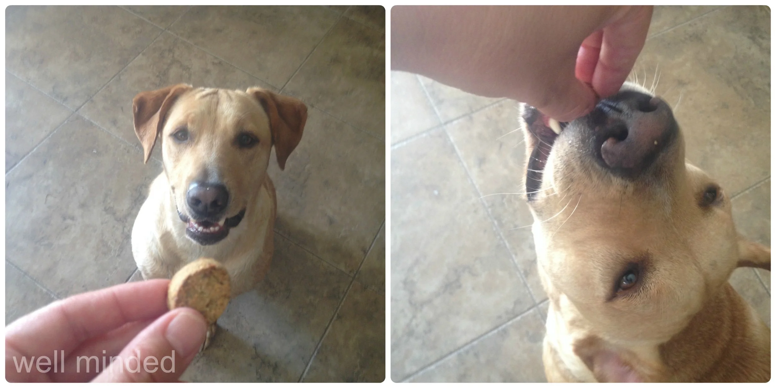 Layla's review. Sitting pretty and being polite in hopes of having seconds and thirds. Treat consumed in one swallow.